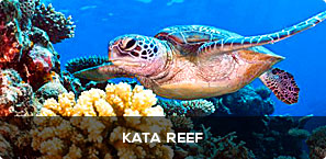Kata Reef